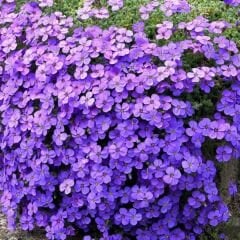﻿Obrizya Çiçeği Tohumu - Aubrieta Deltoide