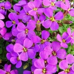 Obrizya Çiçeği Tohumu - Aubrieta Deltoide