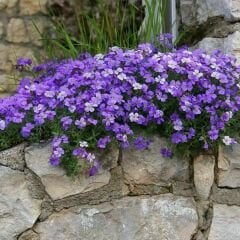 Obrizya Çiçeği Tohumu - Aubrieta Deltoide