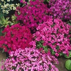 Obrizya Çiçeği Tohumu - Aubrieta Deltoide