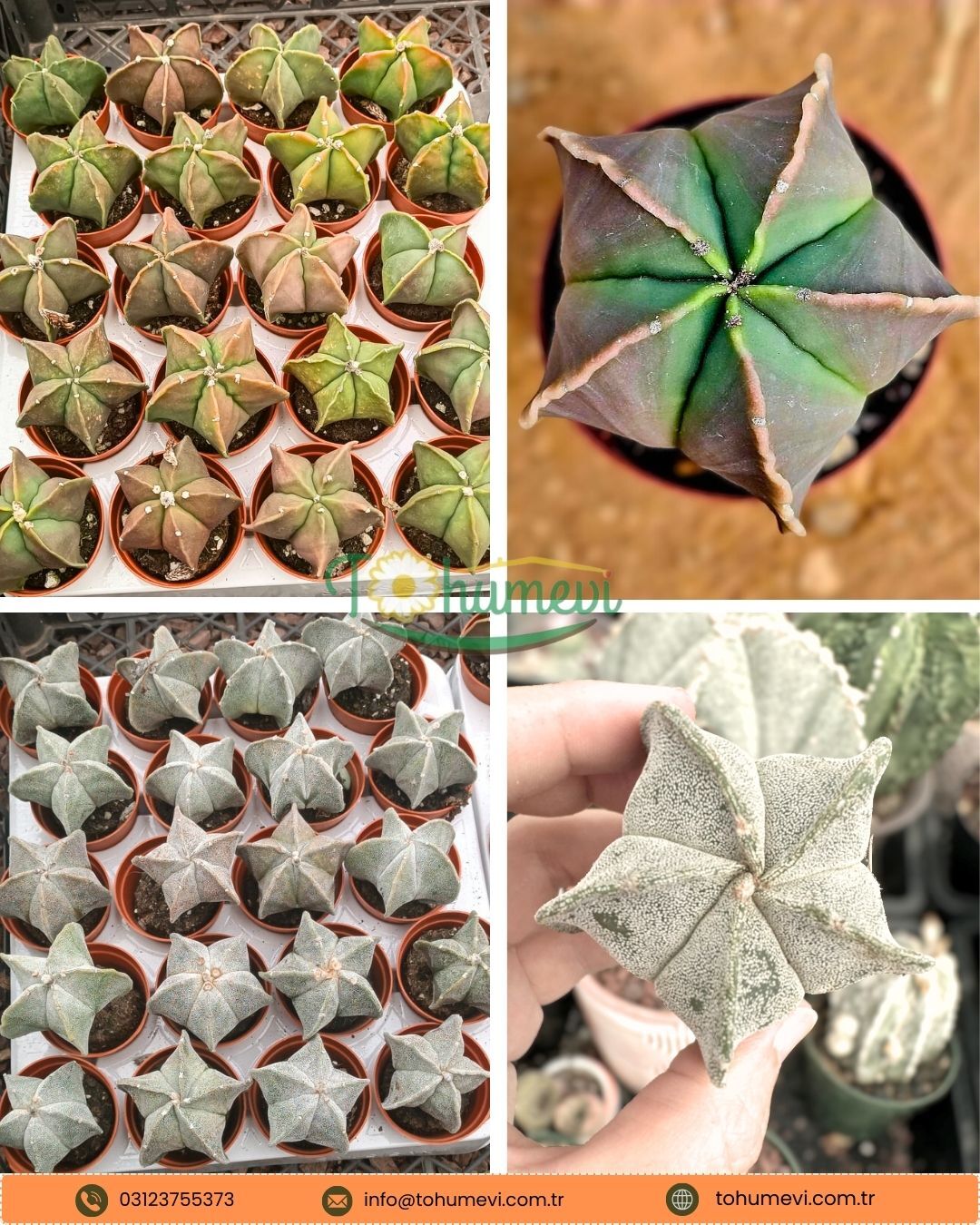 Astrophytum Myriostigma – Papaz Takkesi Kaktüsü  5,5 cm Saksı
