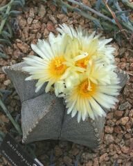 Astrophytum Myriostigma – Papaz Takkesi Kaktüsü  5,5 cm Saksı