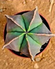 Astrophytum Myriostigma – Papaz Takkesi Kaktüsü  5,5 cm Saksı
