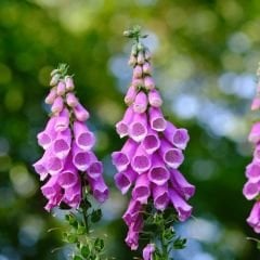﻿Yüksükotu Çiçeği Tohumu - Digitalis