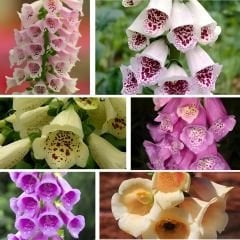 ﻿Yüksükotu Çiçeği Tohumu - Digitalis