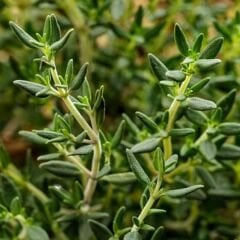 Kekik Tohumu - Thymus