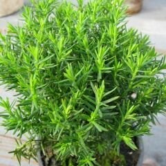 Kekik Tohumu - Thymus