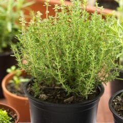 Kekik Tohumu - Thymus