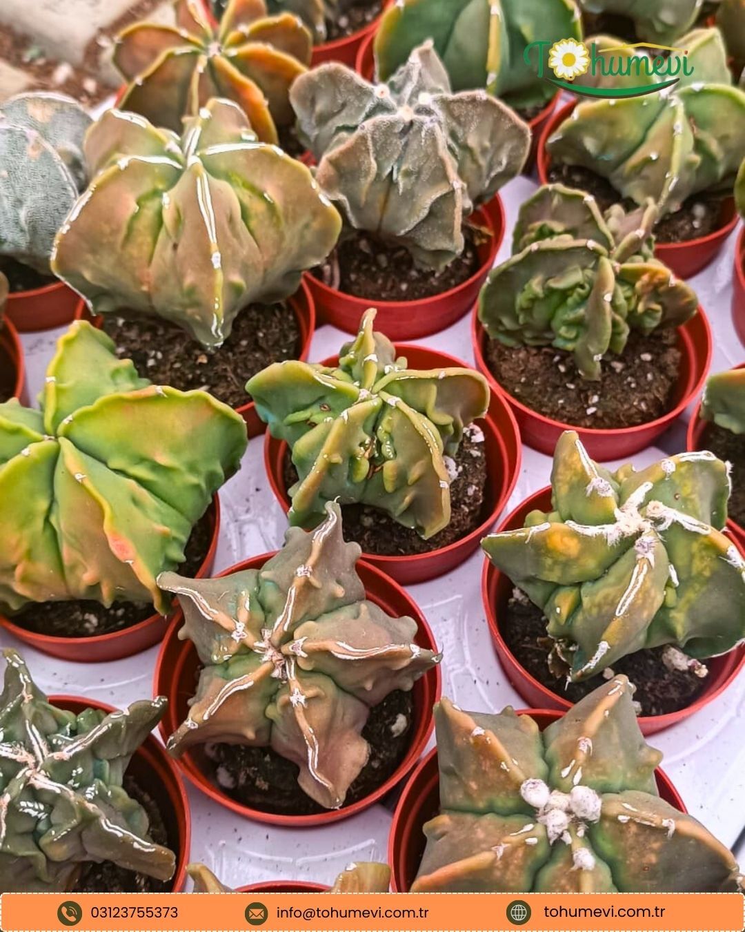 Astrophytum myriostigma cv. Fukuryu – Papaz Takkesi Kaktüsü (Özel Form)