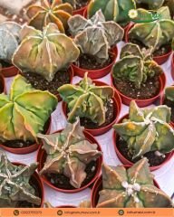 Astrophytum myriostigma cv. Fukuryu – Papaz Takkesi Kaktüsü (Özel Form)