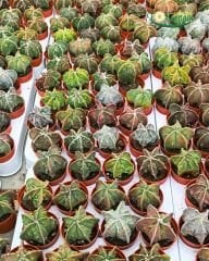 Astrophytum myriostigma cv. Fukuryu – Papaz Takkesi Kaktüsü (Özel Form)