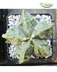 Astrophytum myriostigma cv. Fukuryu – Papaz Takkesi Kaktüsü (Özel Form)