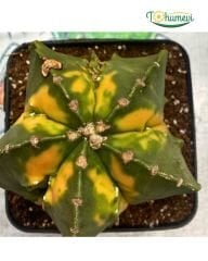 Astrophytum myriostigma cv. Fukuryu – Papaz Takkesi Kaktüsü (Özel Form)