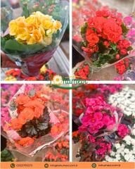 Gül Begonya – Begonia × elatior (Q15 Saksı)