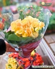 Gül Begonya – Begonia × elatior (Q15 Saksı)