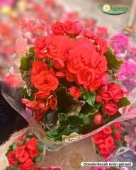 Gül Begonya – Begonia × elatior (Q15 Saksı)