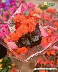 Gül Begonya – Begonia × elatior (Q15 Saksı)