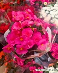 Gül Begonya – Begonia × elatior (Q15 Saksı)