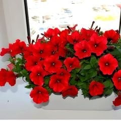Kırmızı Kısa Petunya Tohumu -Petunia Multiflora Fire