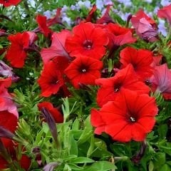 Kırmızı Kısa Petunya Tohumu -Petunia Multiflora Fire