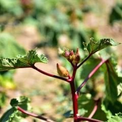 Kınalı Bamya Tohumu - Bornova