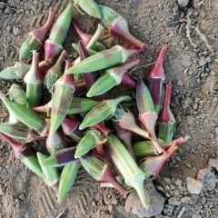 Kınalı Bamya Tohumu - Bornova