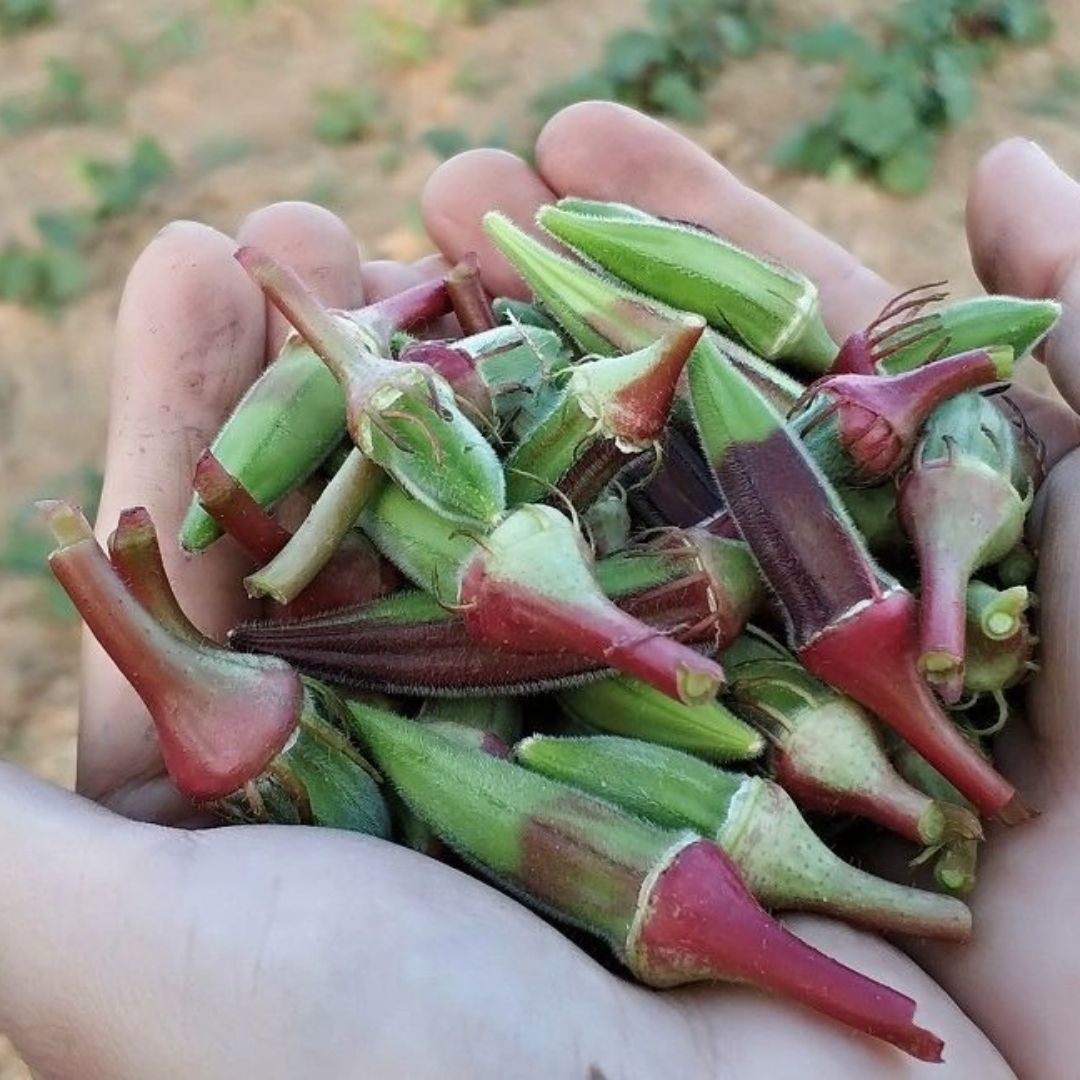 Kınalı Bamya Tohumu - Bornova