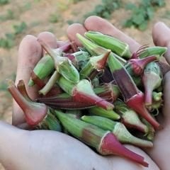 Kınalı Bamya Tohumu - Bornova