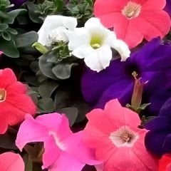 Kısa Petunya Tohumu Mix Paket - Petunia Grandiflora