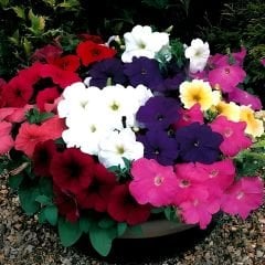 Kısa Petunya Tohumu Mix Paket - Petunia Grandiflora