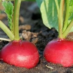 ﻿Kırmızı Turp Tohumu – Big Red
