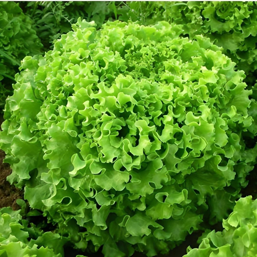 Kıvırcık Marul Tohumu – İri Göbekli