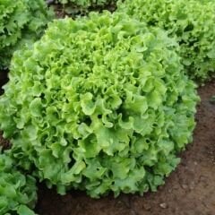 Kıvırcık Marul Tohumu – İri Göbekli