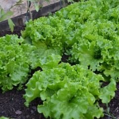 Kıvırcık Marul Tohumu – İri Kıvırcık