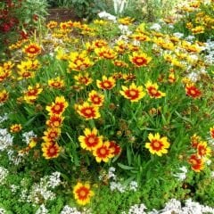 Kız Gözü Tohumu - Altın Tickseed - Coreopsis Tinctoria