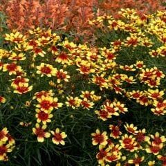 Kız Gözü Tohumu - Altın Tickseed - Coreopsis Tinctoria