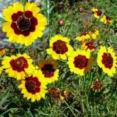 Kız Gözü Tohumu - Altın Tickseed - Coreopsis Tinctoria