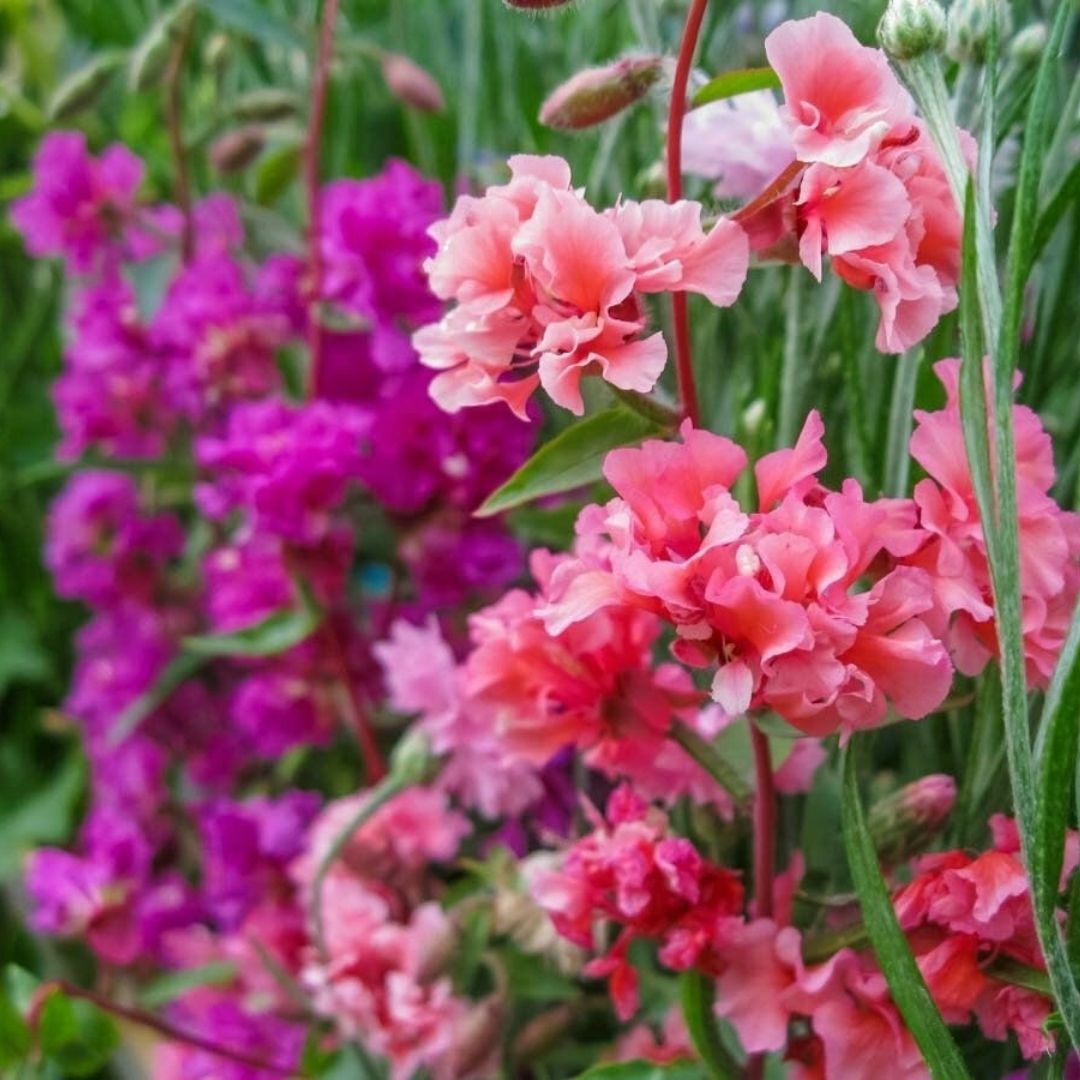 Klark Çiçeği Tohumu Mix Paket – Dağ Çelengi - Clarkia Unguiculata