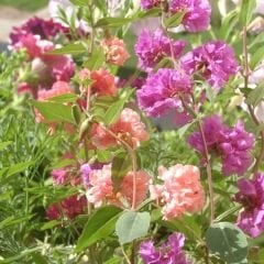 Klark Çiçeği Tohumu Mix Paket – Dağ Çelengi - Clarkia Unguiculata