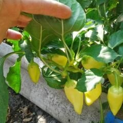 ﻿Konik Biber Tohumu  Geleneksel – Capsicum Frutescens