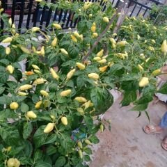 ﻿Konik Biber Tohumu  Geleneksel – Capsicum Frutescens