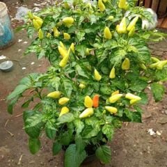 ﻿Konik Biber Tohumu  Geleneksel – Capsicum Frutescens