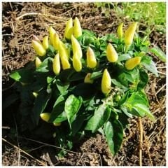 ﻿Konik Biber Tohumu  Geleneksel – Capsicum Frutescens