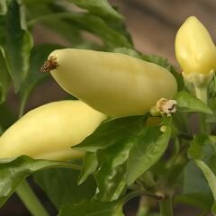 ﻿Konik Biber Tohumu  Geleneksel – Capsicum Frutescens