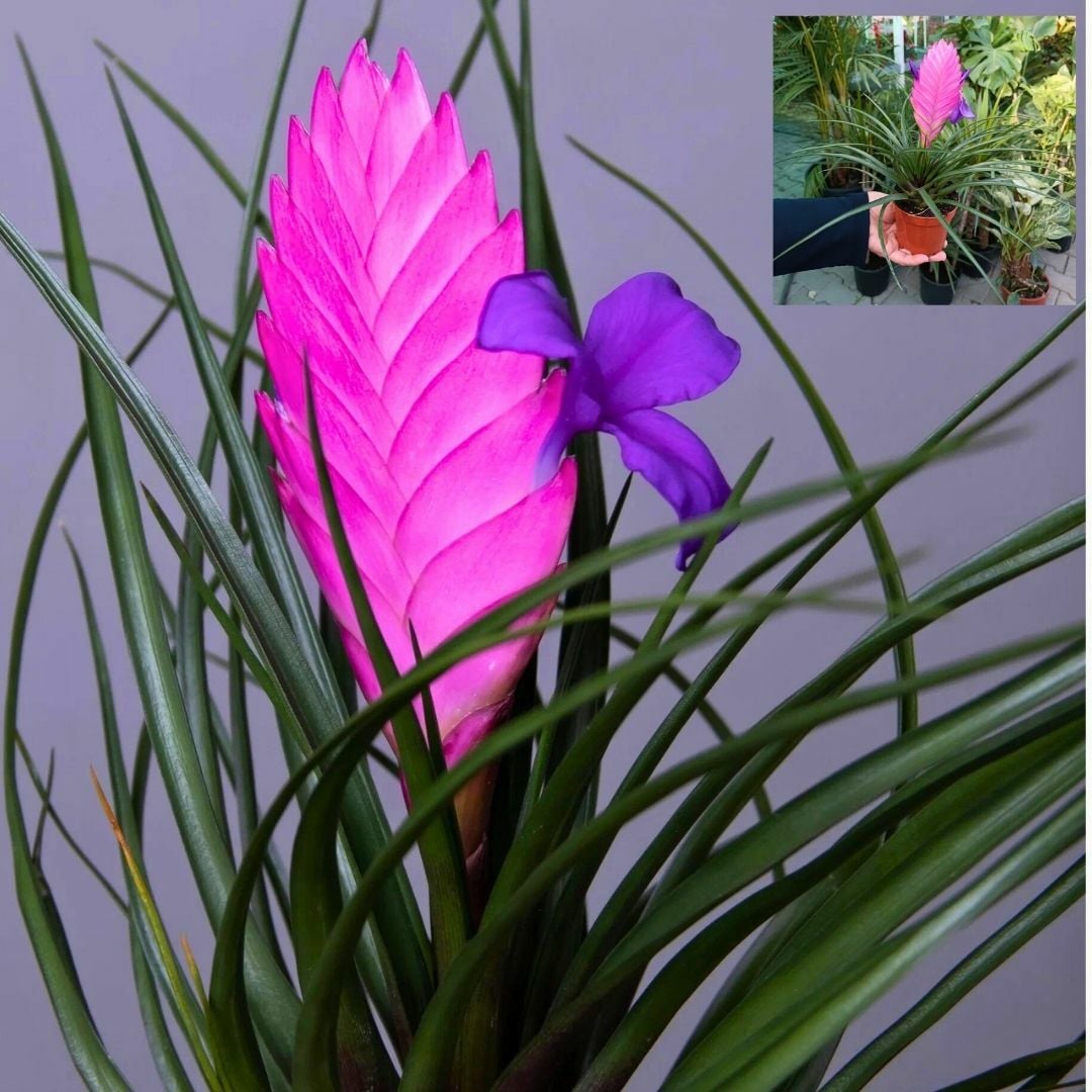 Tillandsia Cyanea - Pink Quill
