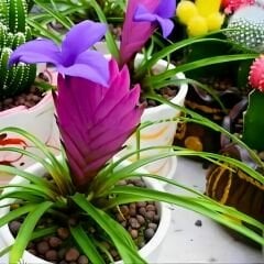 Tillandsia Cyanea - Pink Quill