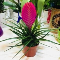 Tillandsia Cyanea - Pink Quill