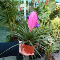 Tillandsia Cyanea - Pink Quill