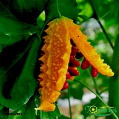 Kudret Narı Tohumu - Momordica Charantia