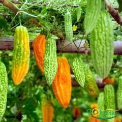 Kudret Narı Tohumu - Momordica Charantia